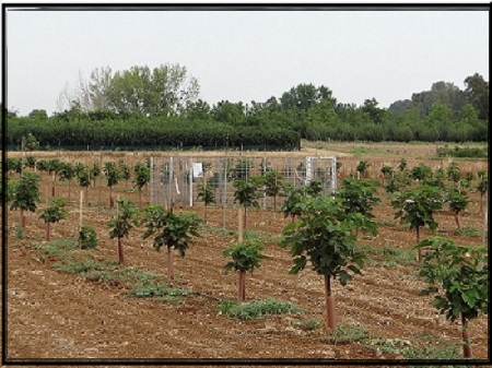 Plantacion%20primer%20a%C3%B1o_